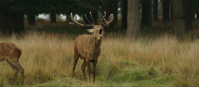 View of a stag bellowing in Richmond Park #7