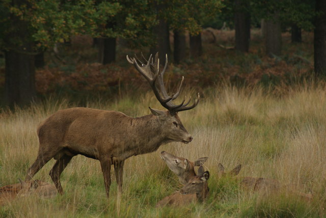 View of a doe looking at a stag in Richmond Park