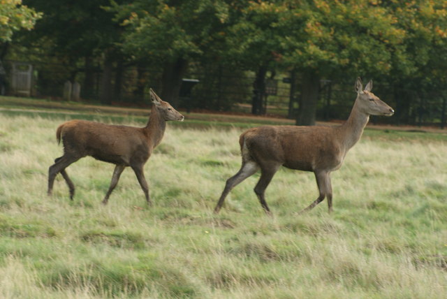 View of a pair of does in Richmond Park