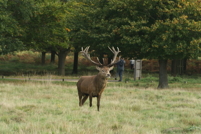 View of a stag on guard in Richmond Park #5