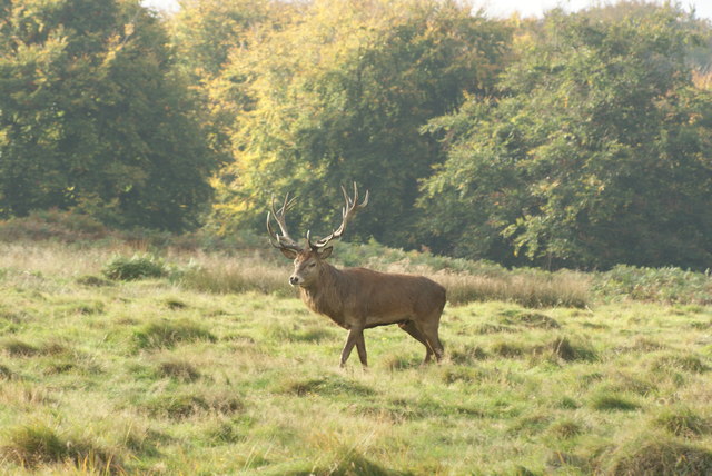 View of a stag on guard in Richmond Park #6