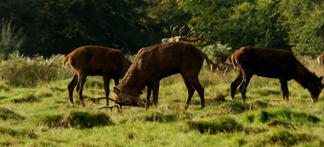 View of stags in Richmond Park #3