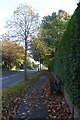 Pavement on Ripon Road