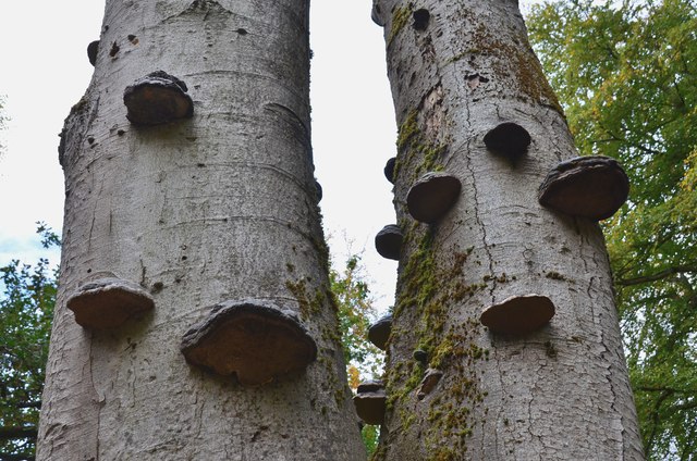 Bracket fungi, Birnam Hill woods