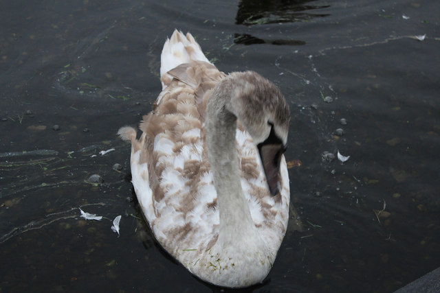 Swan, Agnew Park