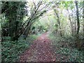 Footpath through wood