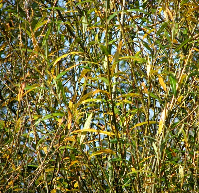 Willow leaves changing colour