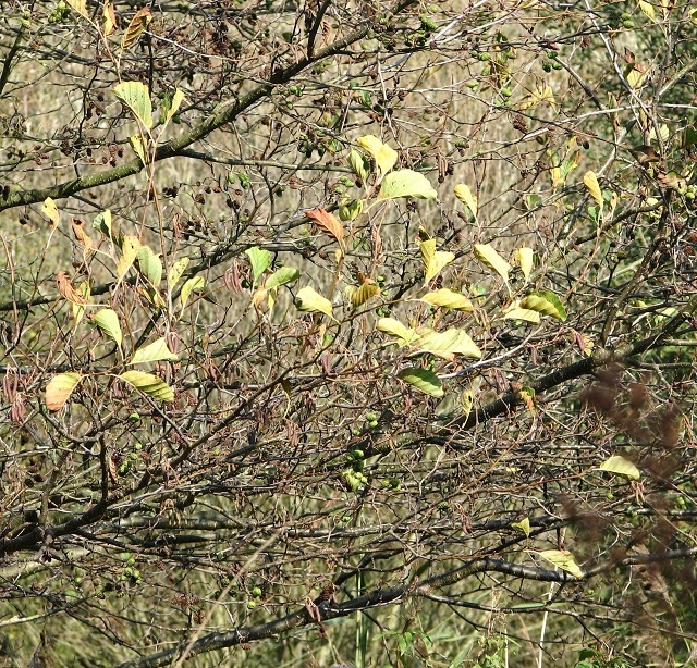 Alder leaves changing colour