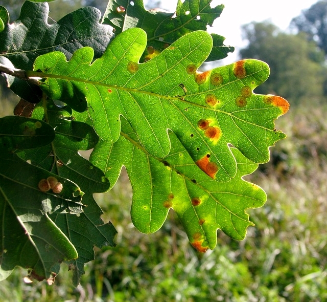 Common Spangle galls on oak