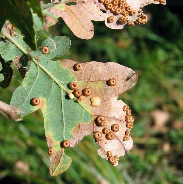 Silk button spangle galls on oak