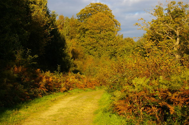 Autumn foliage, Leith Hill Place Wood