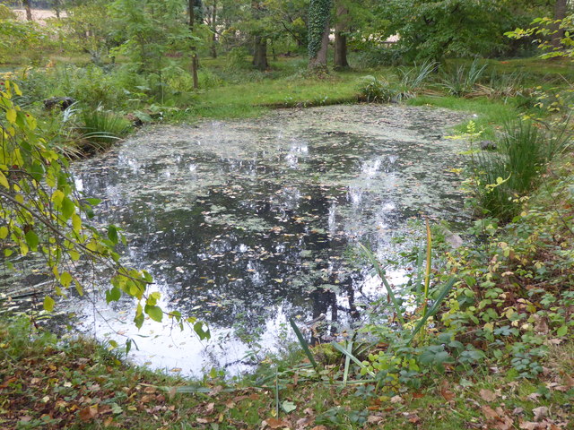 The Japanese water garden in Trent Park