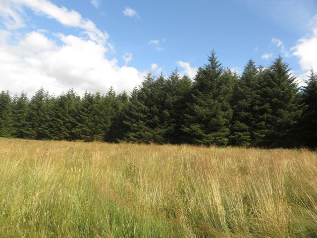 Dense trees near Stourcleugh Gair