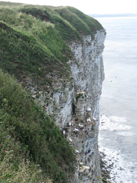 Birds nesting, Bempton Cliffs
