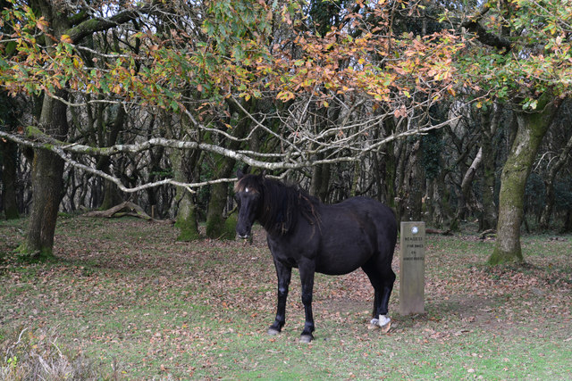 Sedgemoor : Pony & Woodland