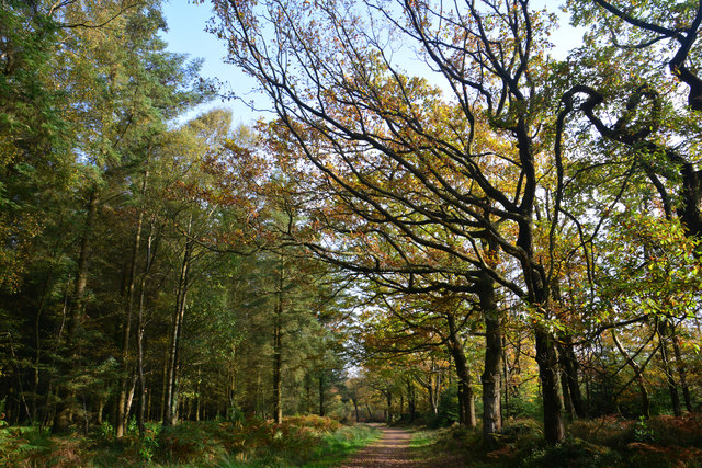 Sedgemoor : Woodland Path