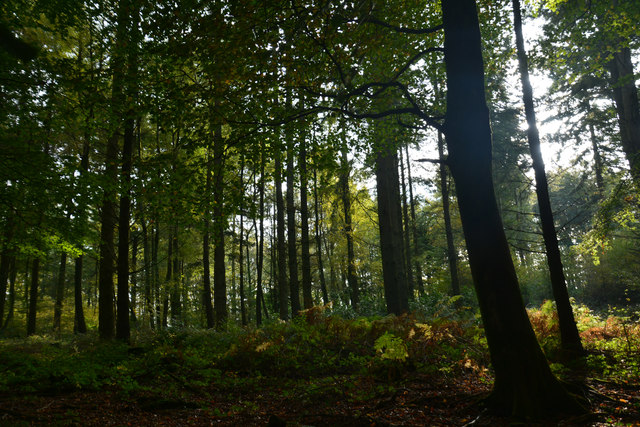 Sedgemoor : Woodland