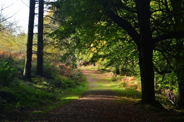 Sedgemoor : Woodland Path