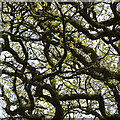 SP2074 : Branches of English Oak, Chadwick Lane, near Chadwick End by Robin Stott
