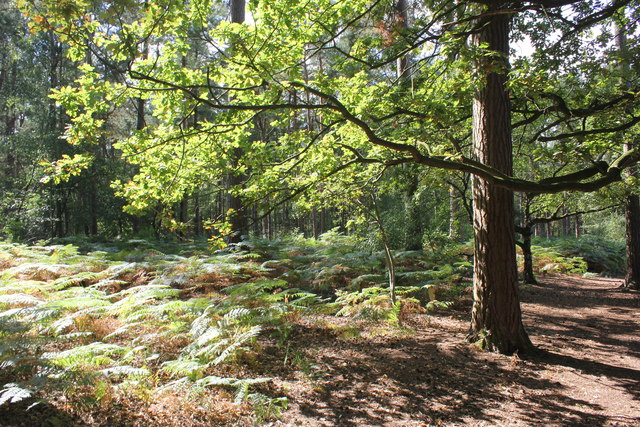 Delamere Forest Park