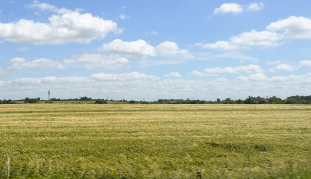Flat grassland