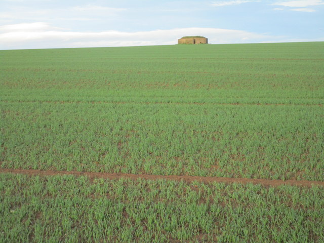 WW2 Pillbox and autumn sown cereal