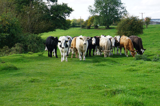 Young frisky cattle near Keynsham
