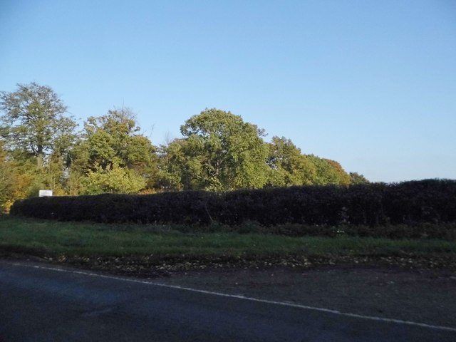 Hedgerow by the B656 near Knebworth