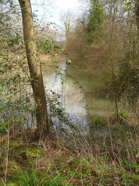 Pond in Henlade Wood