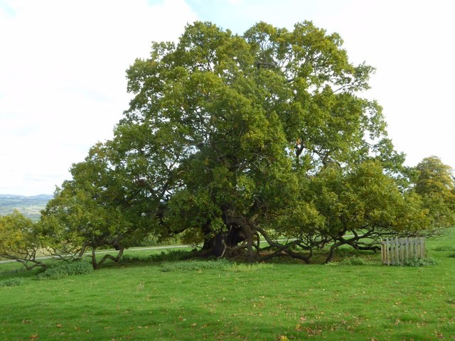 Oak tree in Brockhampton Park