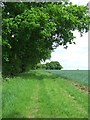 Tree Lined Field Boundary