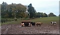 Cattle feeding at Keillour