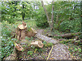 Dingle Wood: felled tree