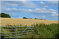 Ripening wheat