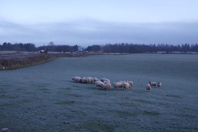 Sheep near Bannockburn