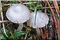 Fungi of unknown species