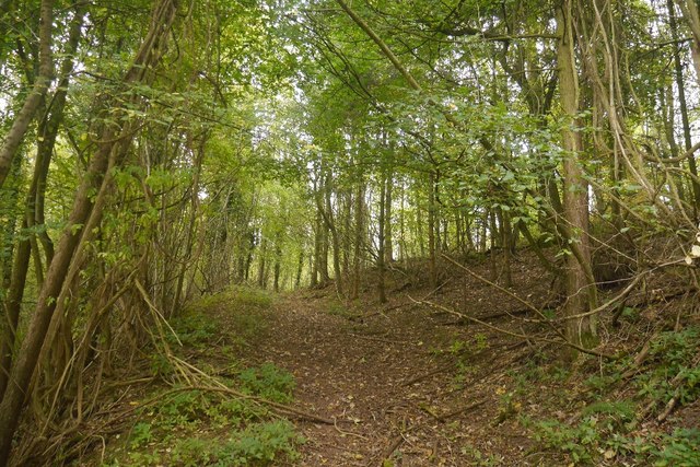 Path, Brierley Wood
