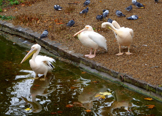 Pelicans and pigeons in St. James' Park, London