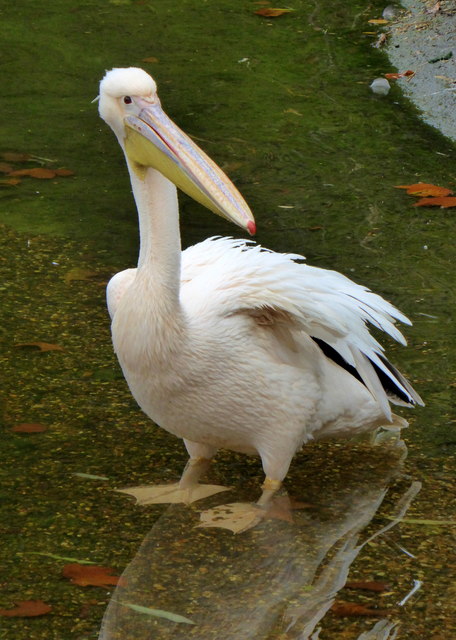 Pelican in St. James' Park, London