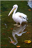 TQ2979 : Pelican in St. James' Park, London by pam fray