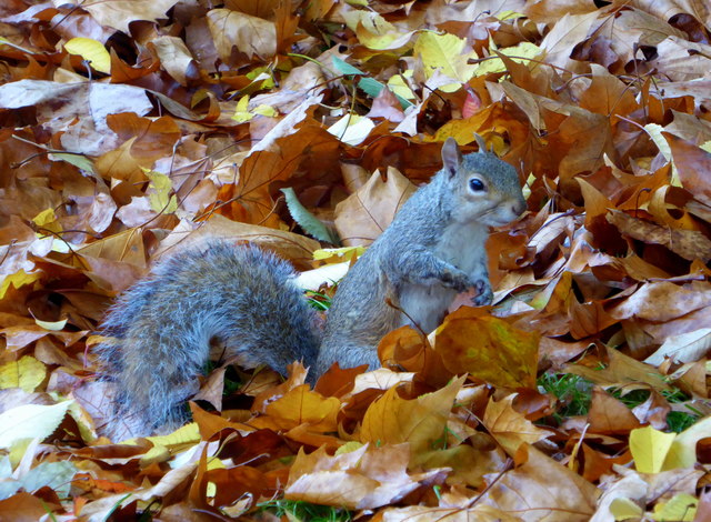 Grey squirrel in St. James' Park, London