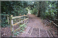 Sedgemoor : Woodland Path