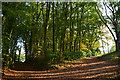 Sedgemoor : Woodland Path