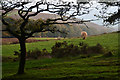 ST1537 : Sedgemoor : Grassy Field by Lewis Clarke