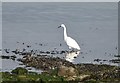 SW7825 : Little egret feeding in Gillan Harbour, Cornwall by Derek Voller