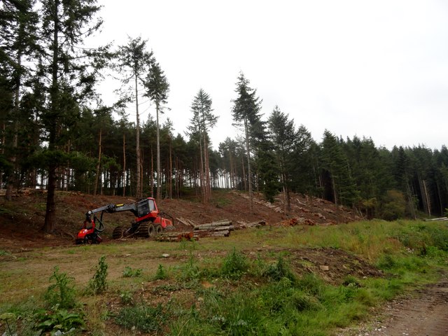 Tree felling in Spring Wood © Robert Graham :: Geograph Britain and Ireland