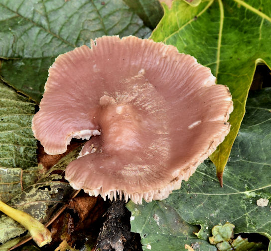 Fungi, Ormeau Park, Belfast (October 2017)