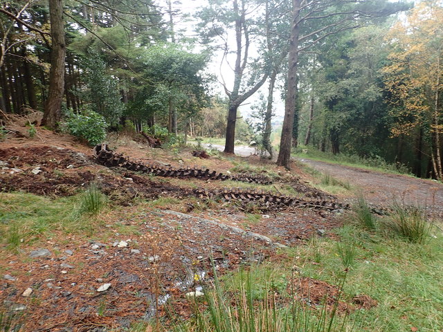Caterpillar tracks in Donard Wood