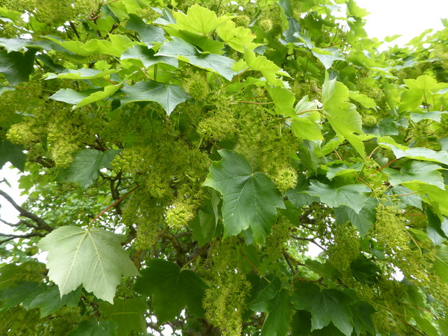 Tree in flower © Bob Harvey :: Geograph Britain and Ireland