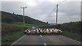 Sheep on the Road near Talgarth Manor